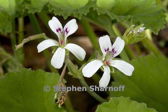 pelargonium odoratissimum 4 graphic